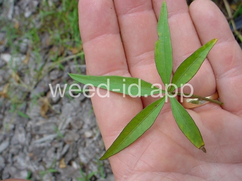 morningglory, palmleaf